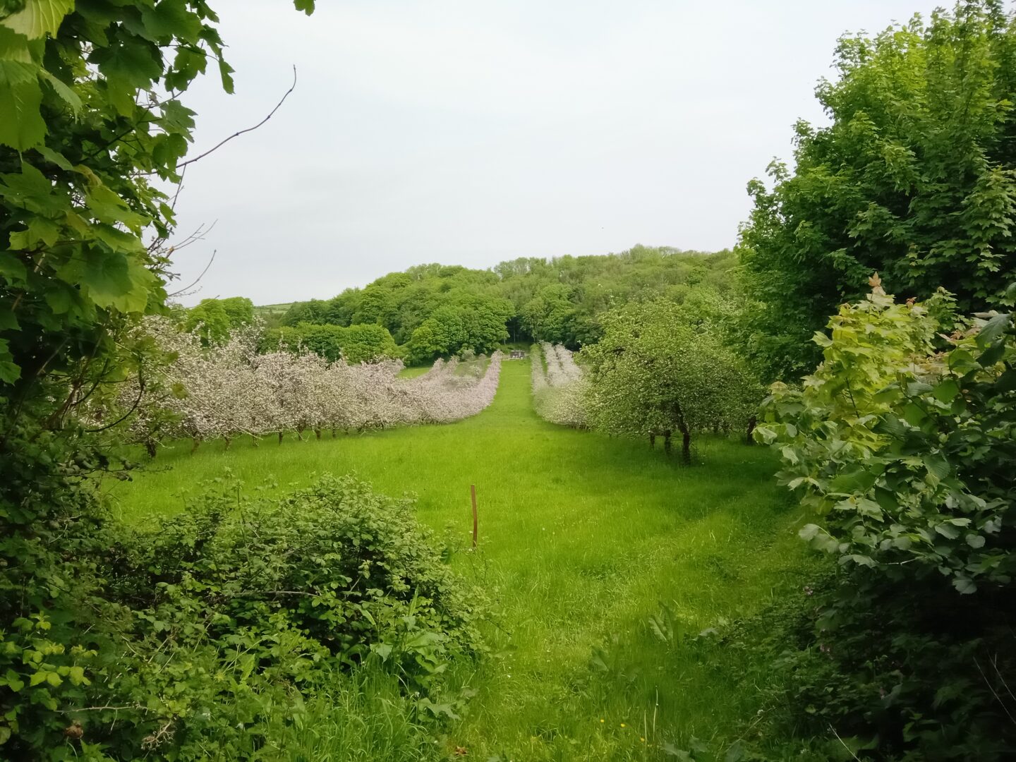 Photo of The Orchard with the apple trees in blossom and the shepherd's hut in the distance, taken May 2023
