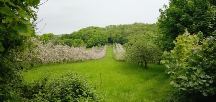 Photo of The Orchard with the apple trees in blossom and the shepherd's hut in the distance, taken May 2023