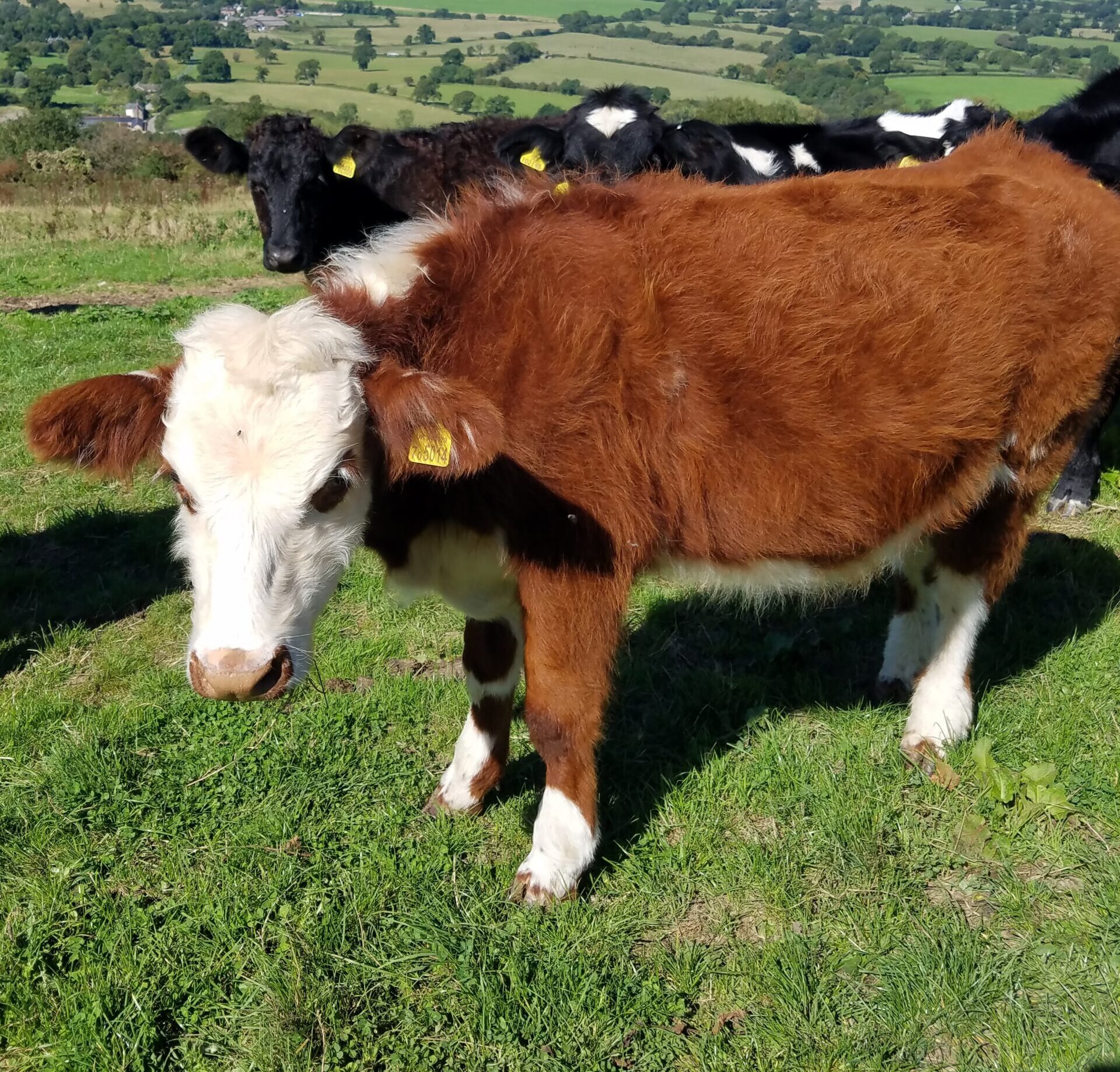 Farming and food