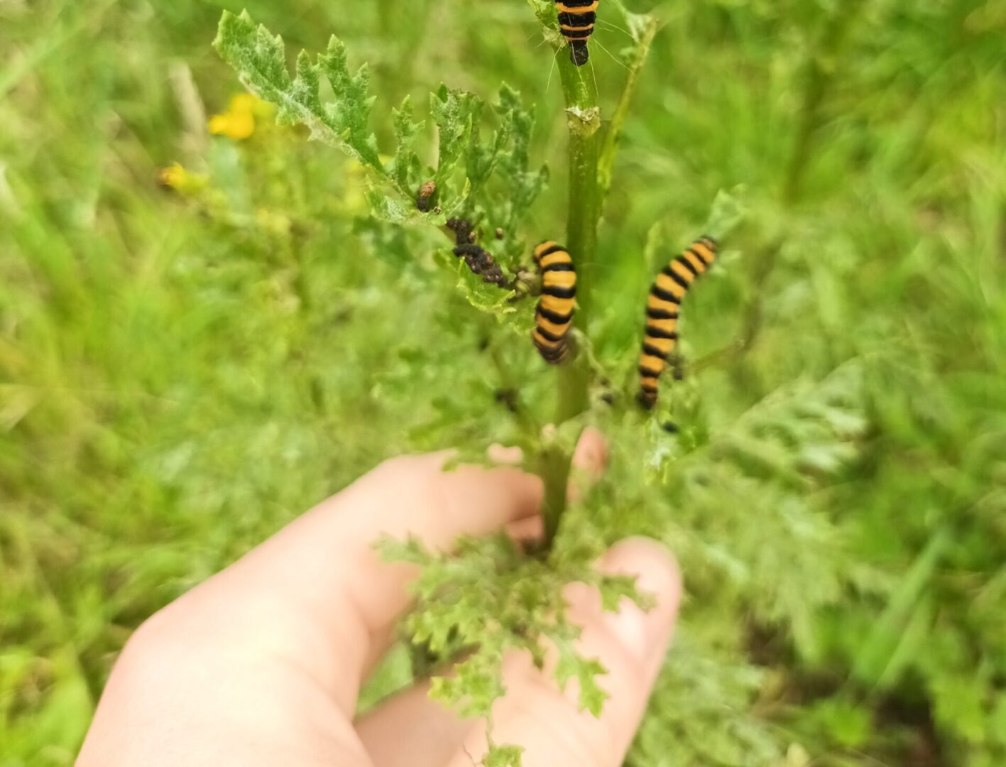 Cinnabar moths feeding on a ragwort