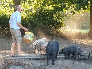 Julian Speers feeding pigs, Eastbrook Farm visit 30th June 2025