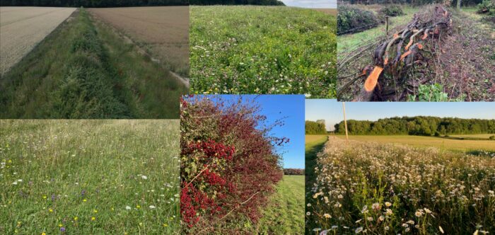 Fields at Travellers Rest Farm