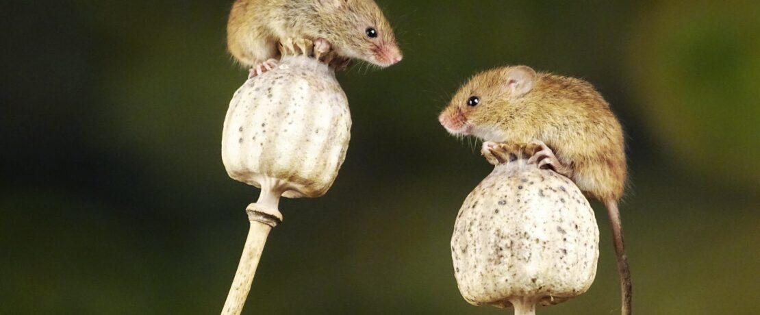 Two brown harvest mice balancing, image by Belinda Fewings / Unsplash