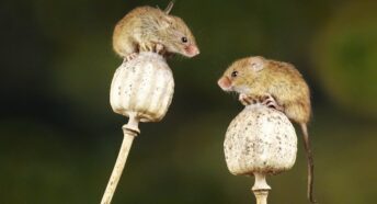 Two brown harvest mice balancing, image by Belinda Fewings / Unsplash