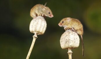 Two brown harvest mice balancing, image by Belinda Fewings / Unsplash