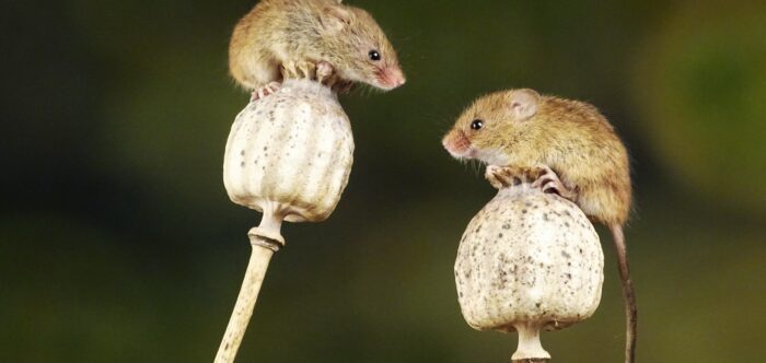 Two brown harvest mice balancing, image by Belinda Fewings / Unsplash