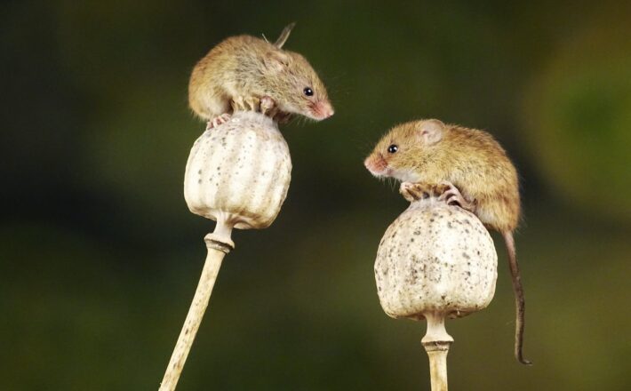 Two brown harvest mice balancing, image by Belinda Fewings / Unsplash