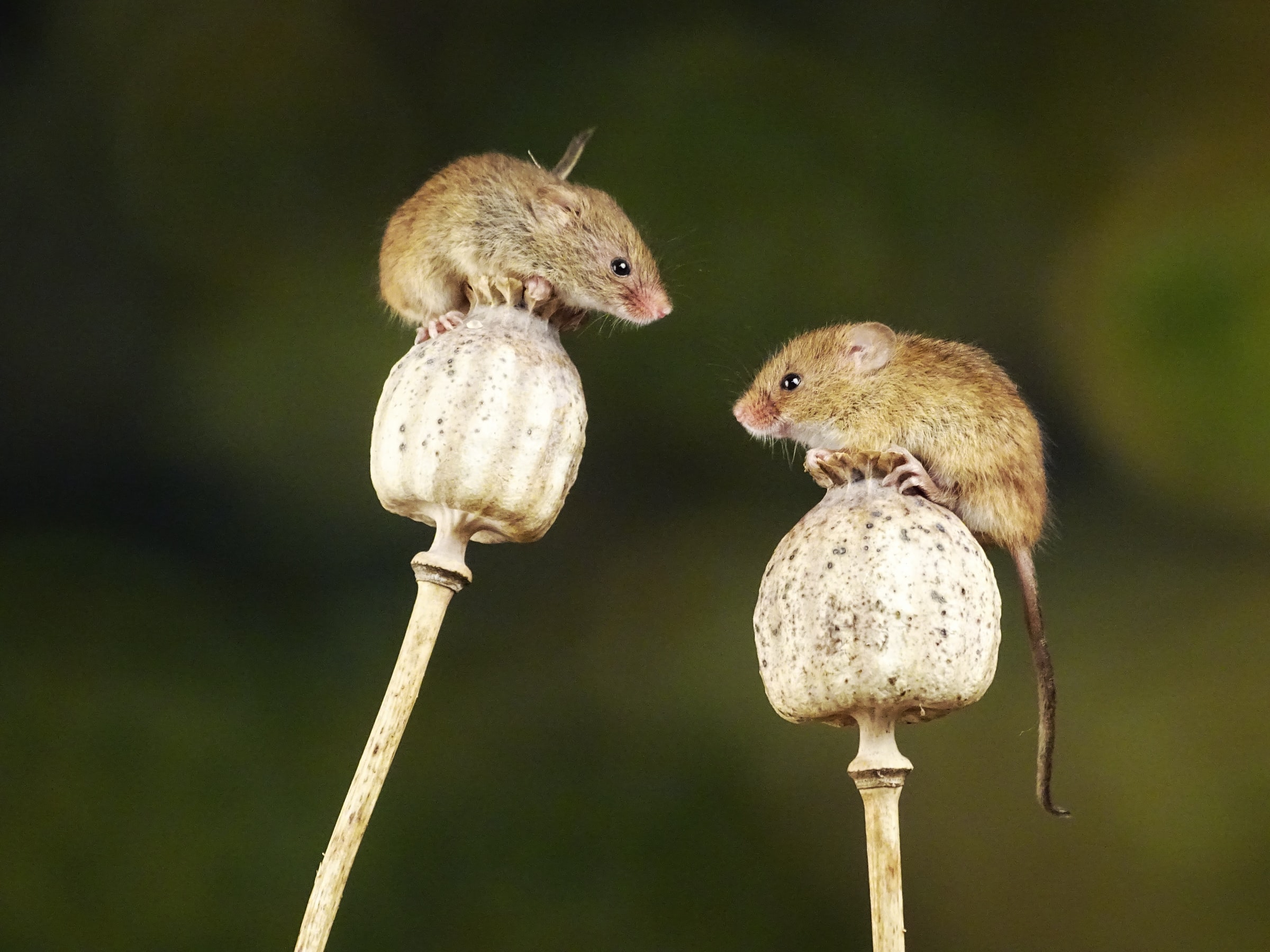 Two brown harvest mice balancing, image by Belinda Fewings / Unsplash