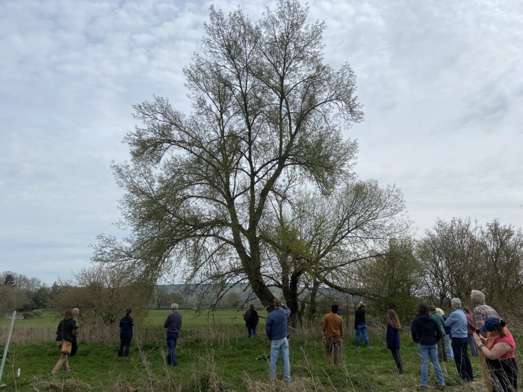 Black Poplar Training Day with Tree run by Trees for Dorset