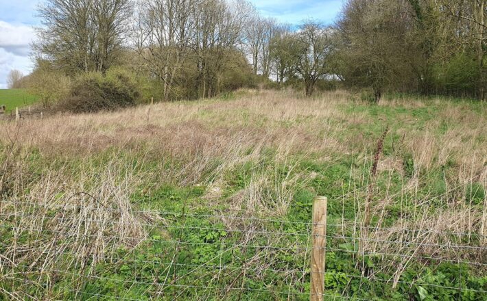 Dorset CPRE seeks sponsorship to plant hundreds of trees for centenary at Kingston Maurward, Dorchester