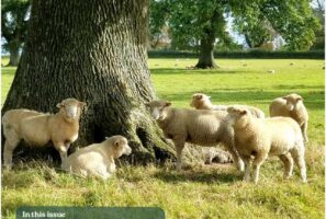 Spring/Summer 2026 The Dorset Review cover page